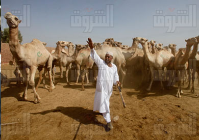 «برقاش».. الكل يبحث عن رزقه بسوق الجمال - تصوير: أحمد عبد اللطيف وهبة الخولي